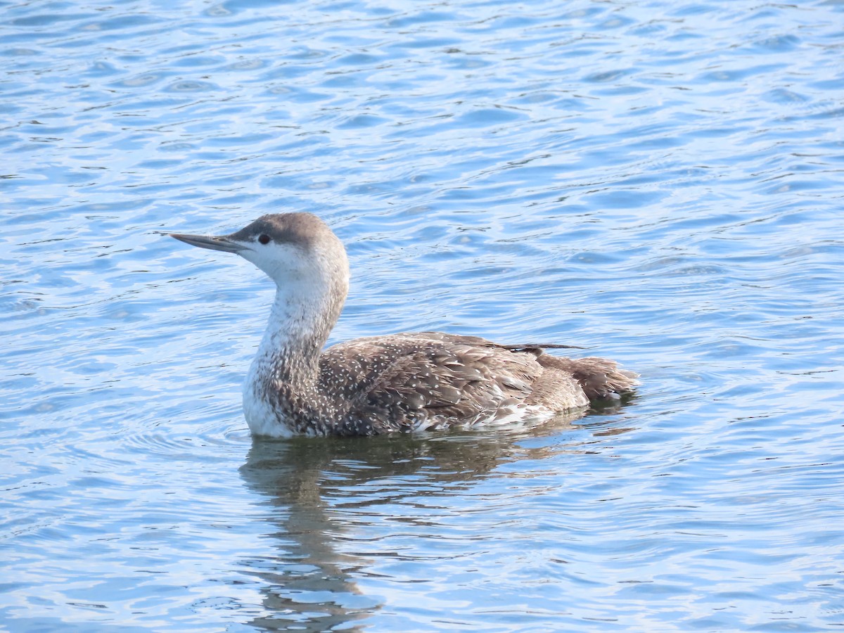 Red-throated Loon - Nancy Salem