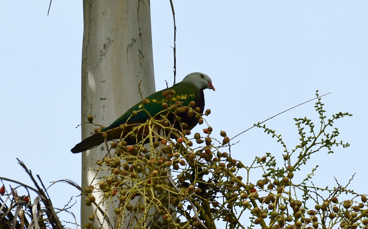 Wompoo Fruit-Dove - Sabine Decamp