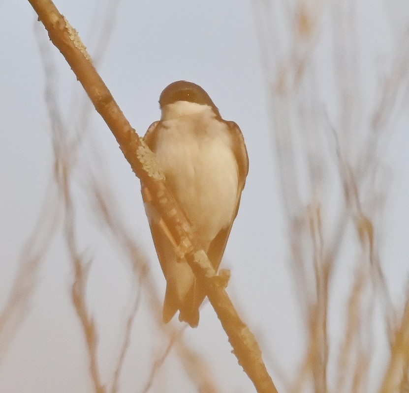 Tree Swallow - Regis Fortin