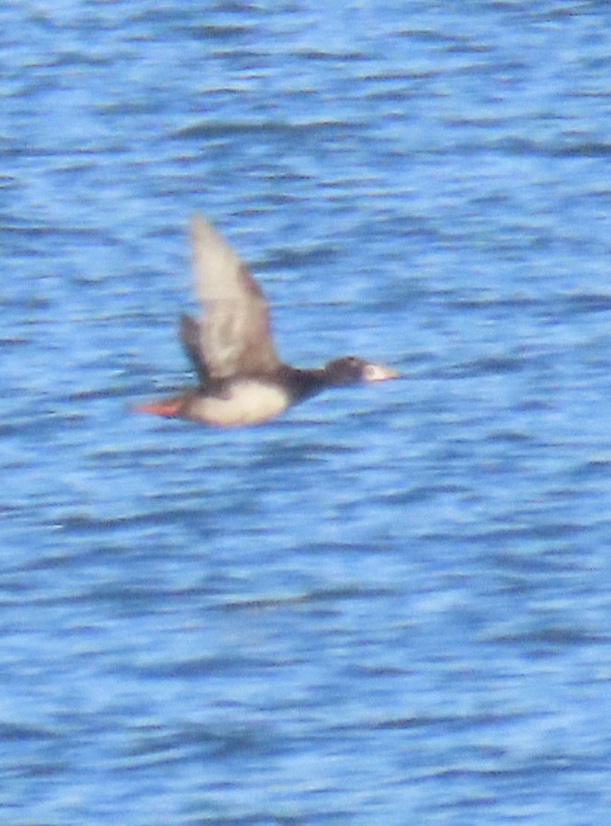 Surf Scoter - Nancy Salem