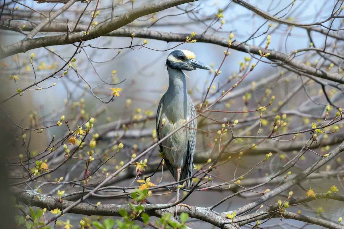 Yellow-crowned Night Heron - ML618026162