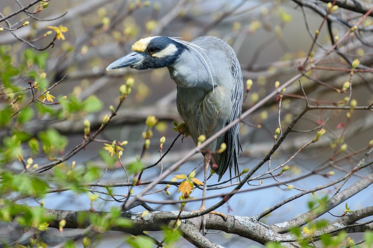 Yellow-crowned Night Heron - ML618026164