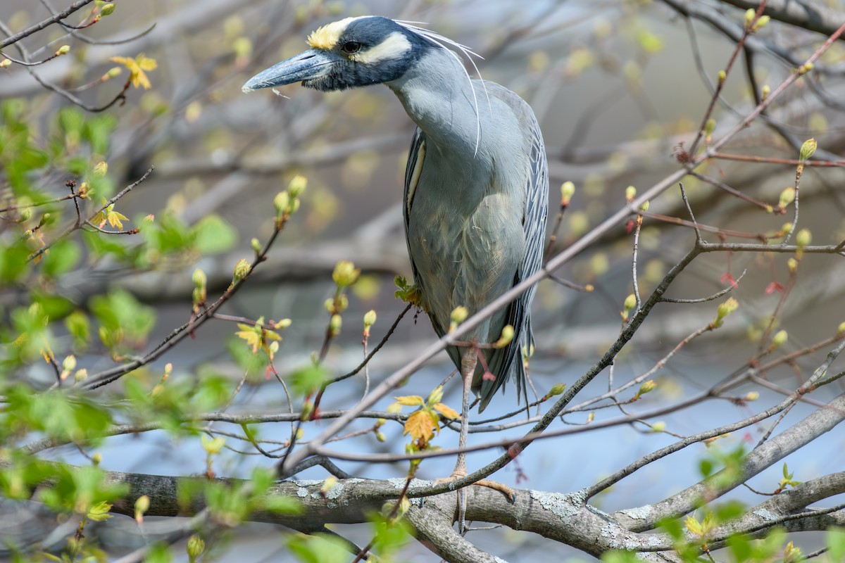 Yellow-crowned Night Heron - ML618026167