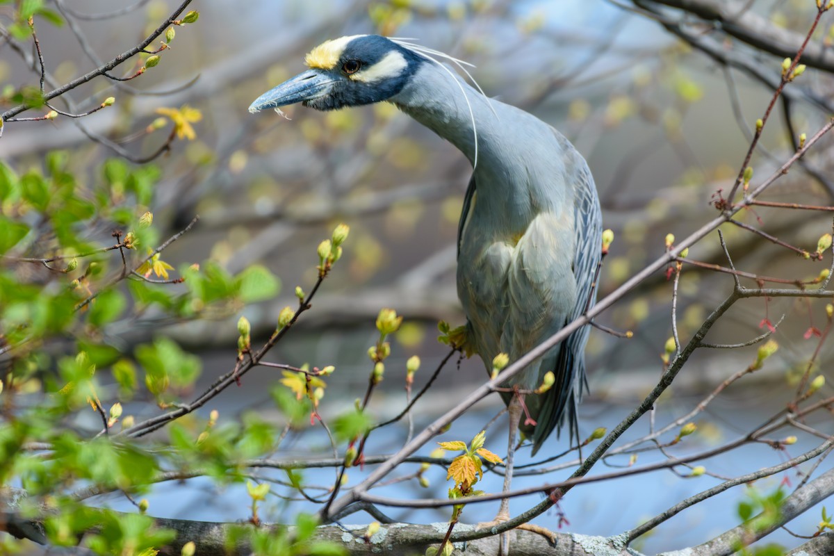 Yellow-crowned Night Heron - ML618026168