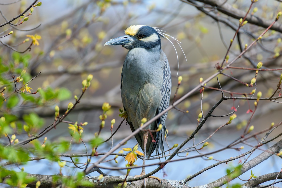 Yellow-crowned Night Heron - ML618026169