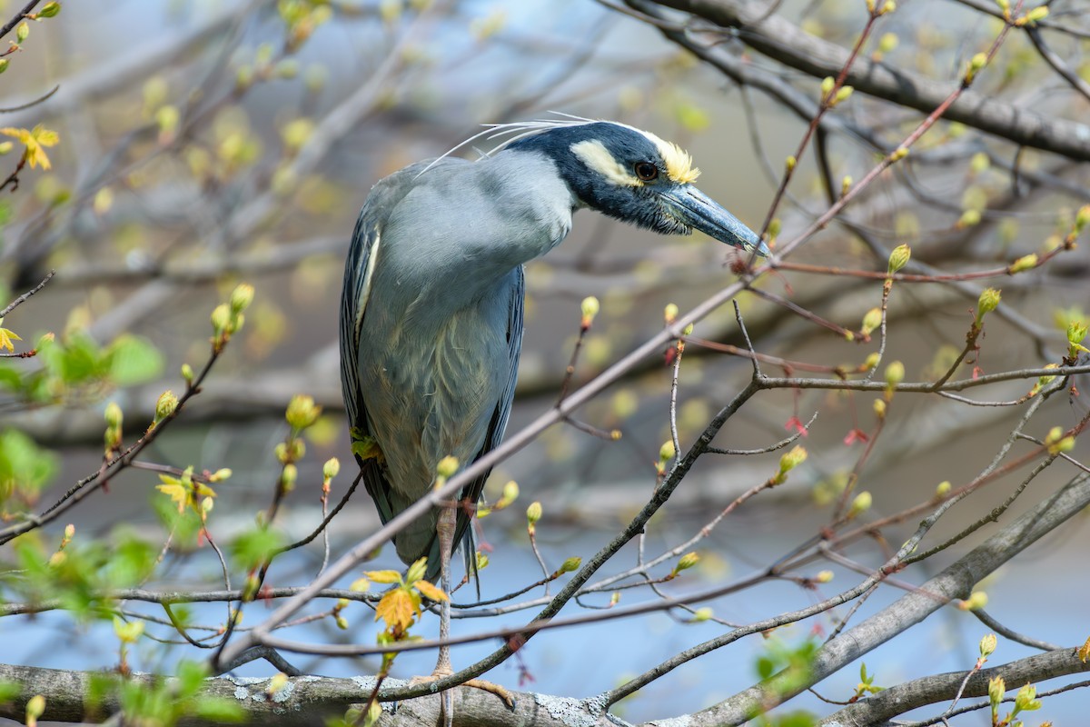 Yellow-crowned Night Heron - ML618026170