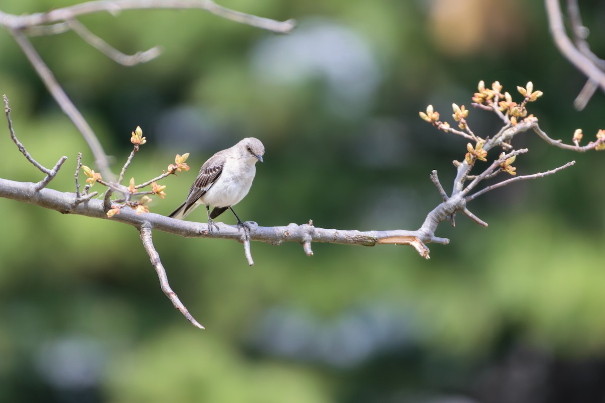 Northern Mockingbird - ML618026202