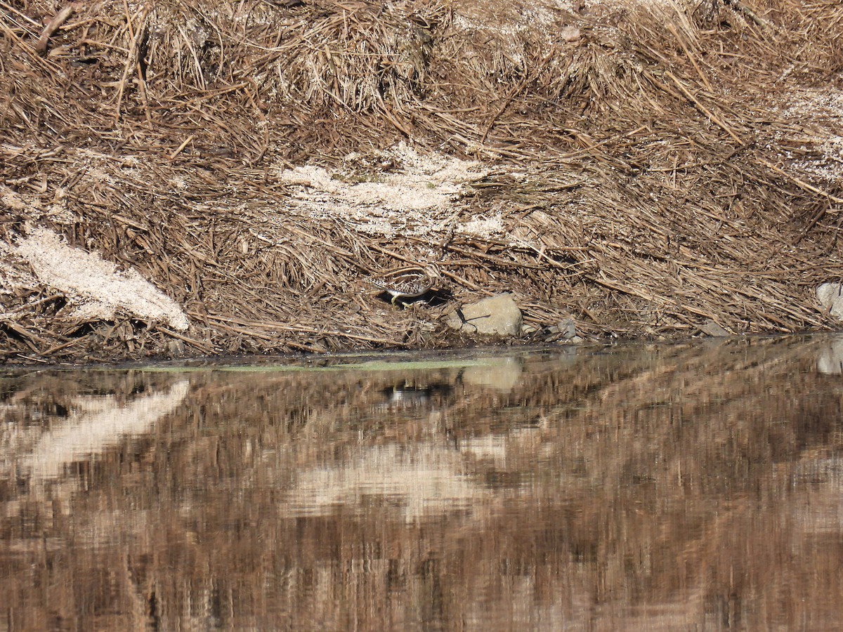 Wilson's Snipe - Tim Flight