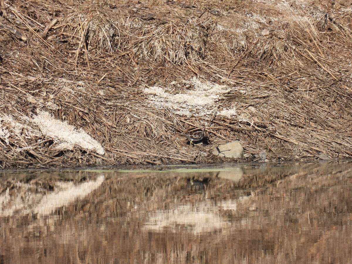 Wilson's Snipe - Tim Flight