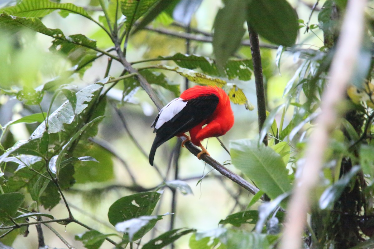 Andean Cock-of-the-rock - ML618026218