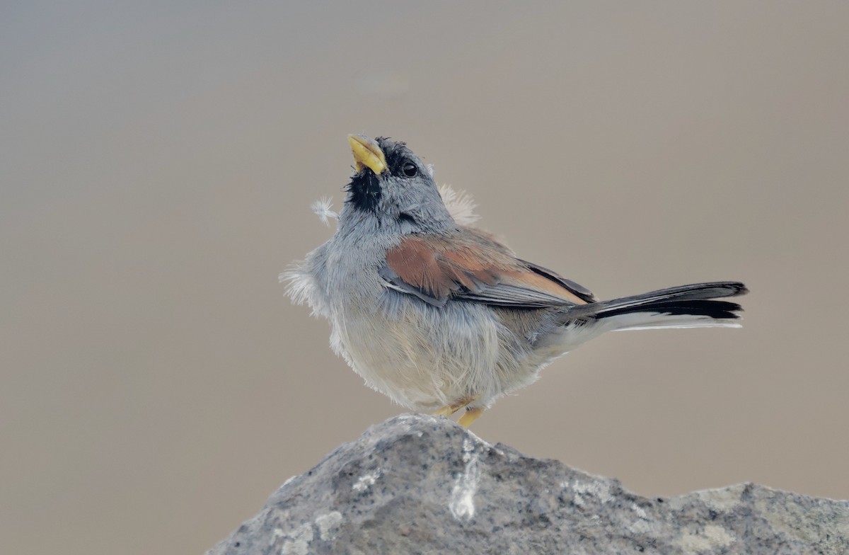 Great Inca-Finch - Ken Rosenberg