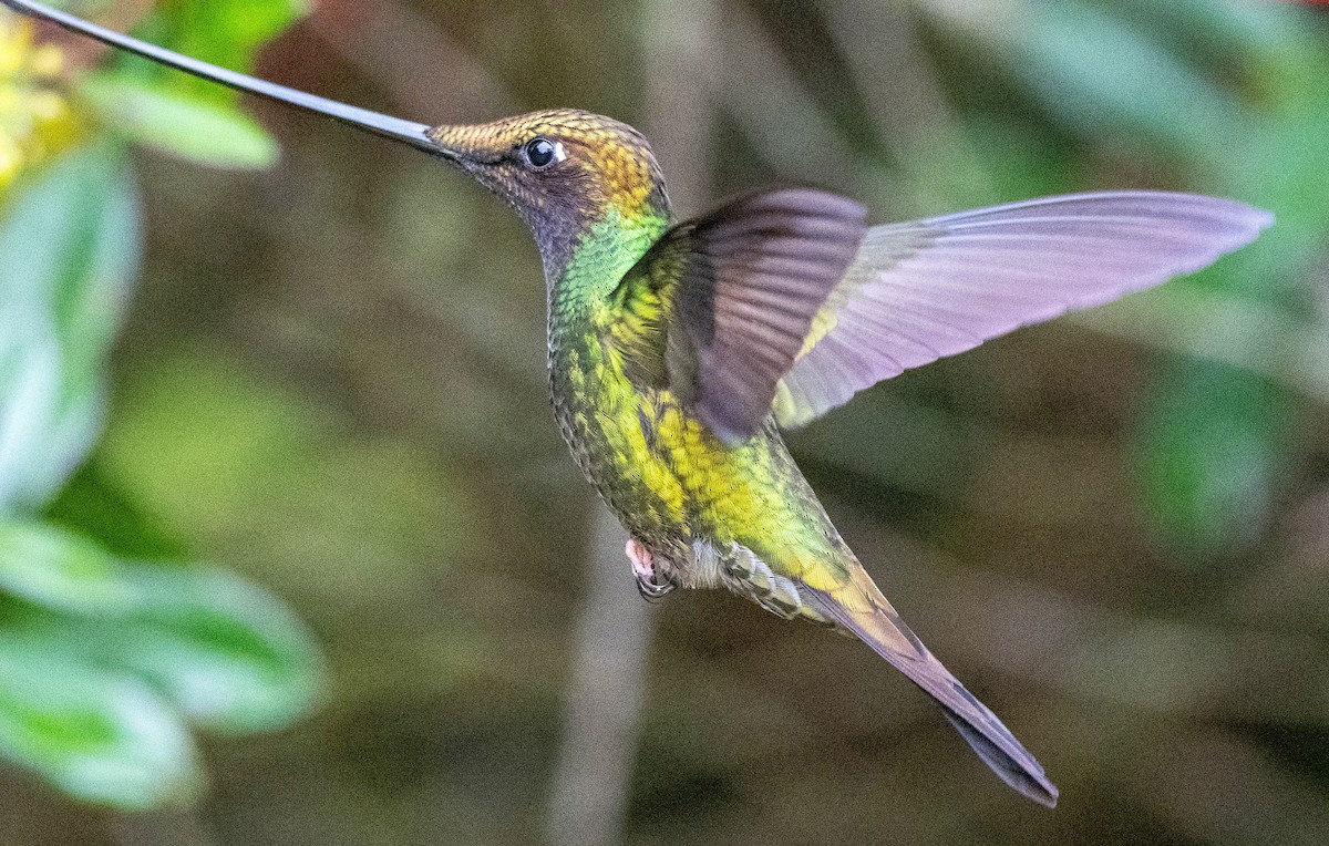 Sword-billed Hummingbird - Richard Thunen