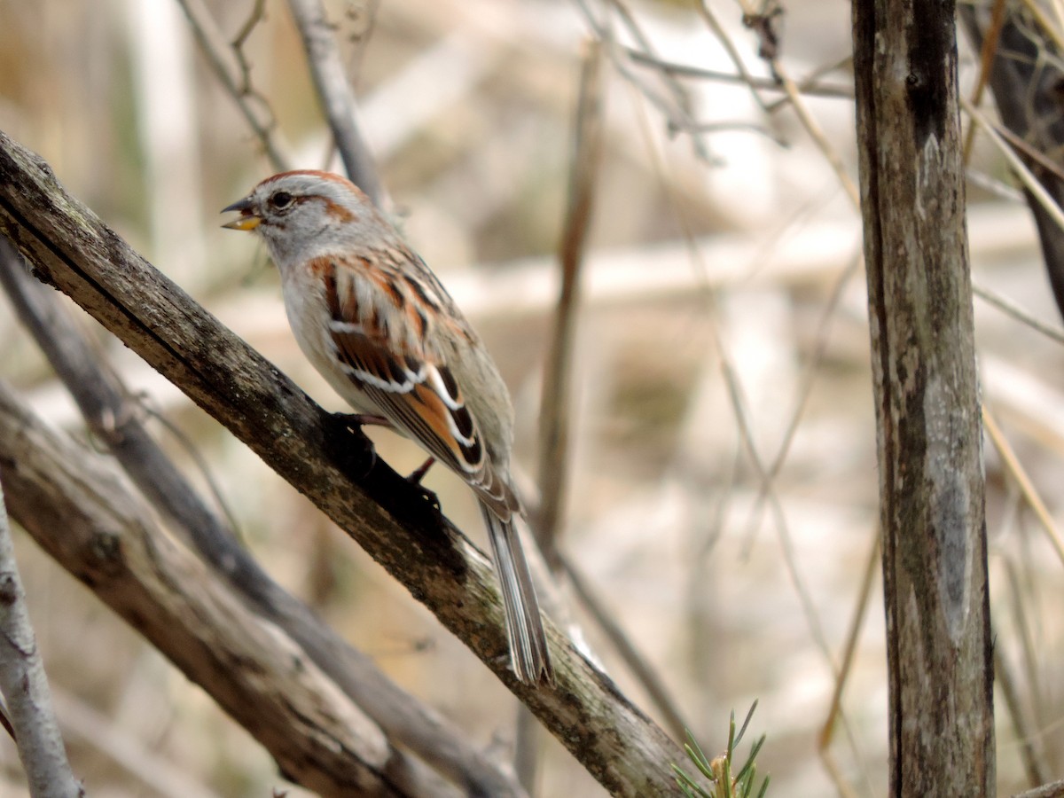 Swamp Sparrow - Jacob Lasci