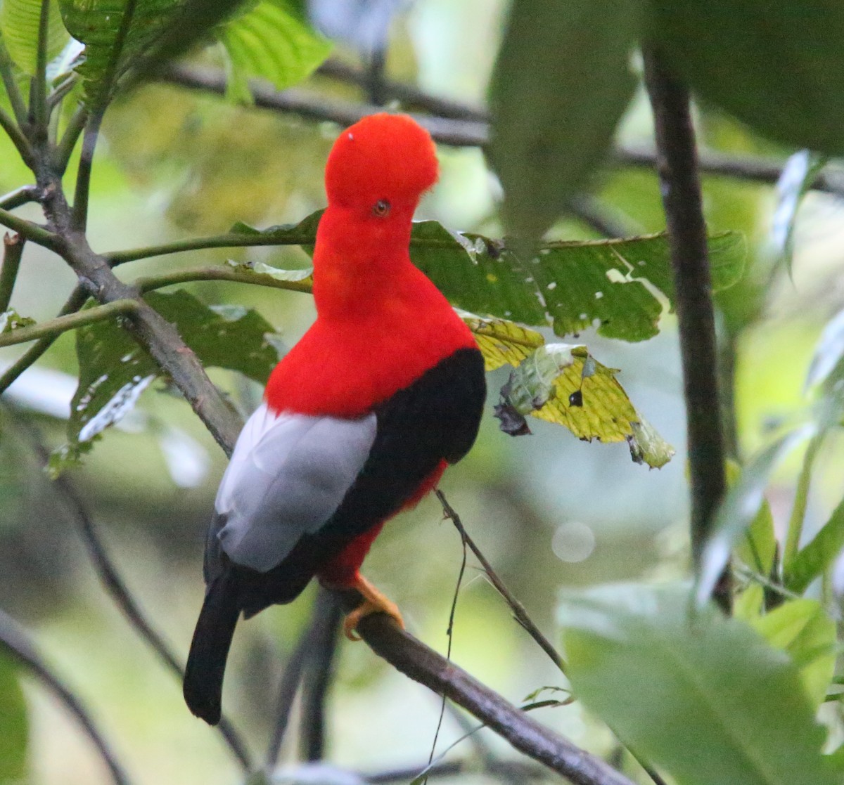 Andean Cock-of-the-rock - ML618026228