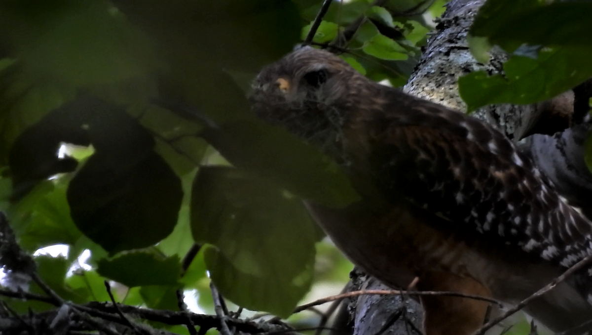 Red-shouldered Hawk - ML618026237