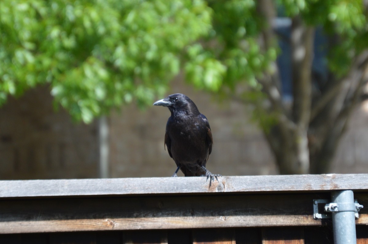 American Crow - ML618026273