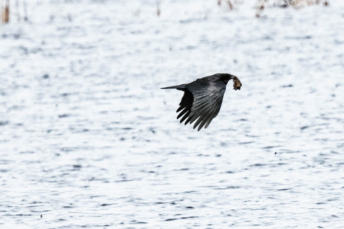 American Crow - ML618026338