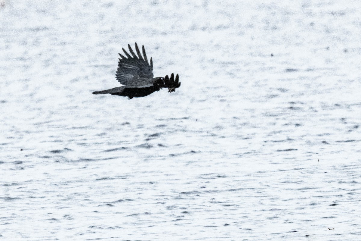 American Crow - ML618026339