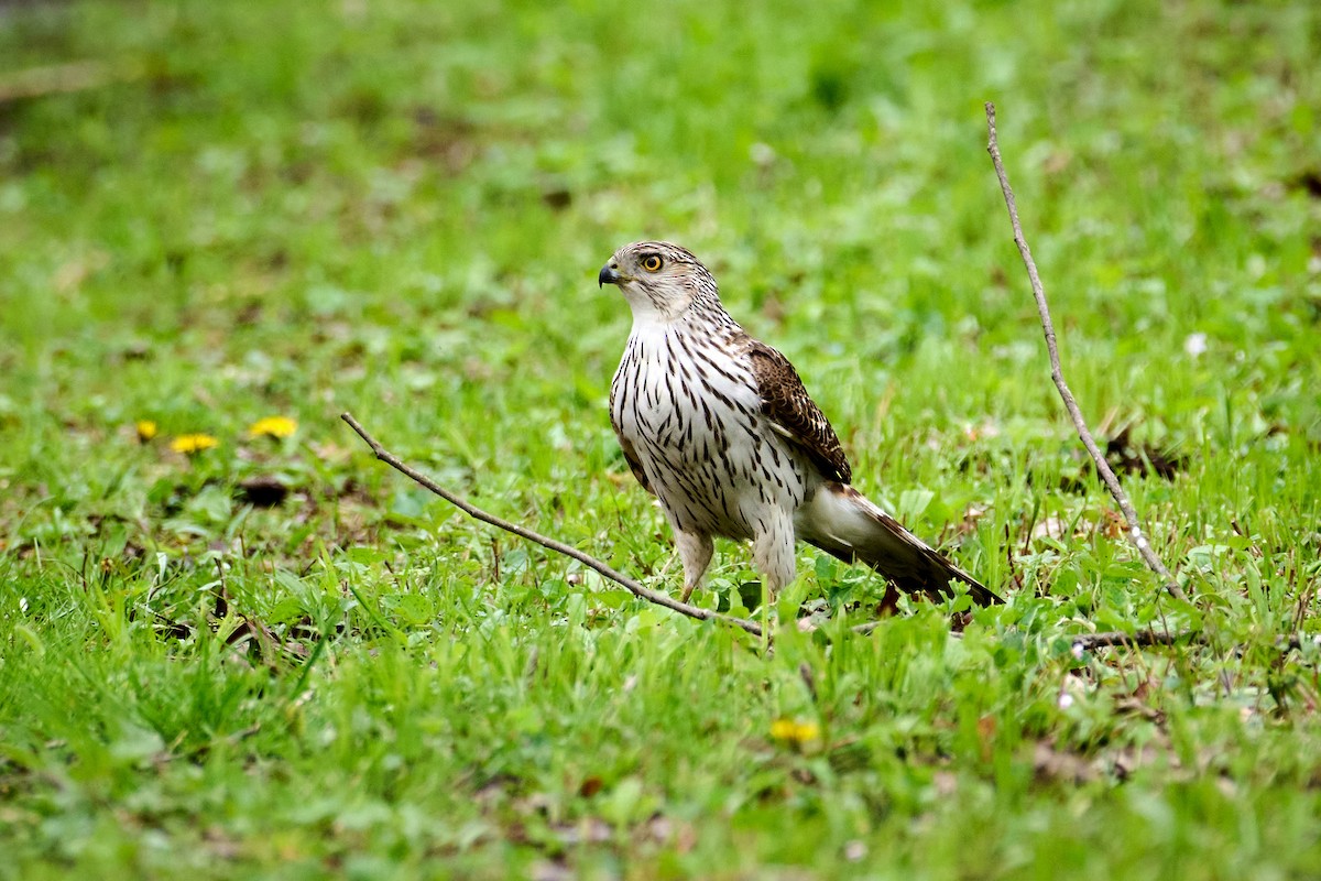 Cooper's Hawk - ML618026344