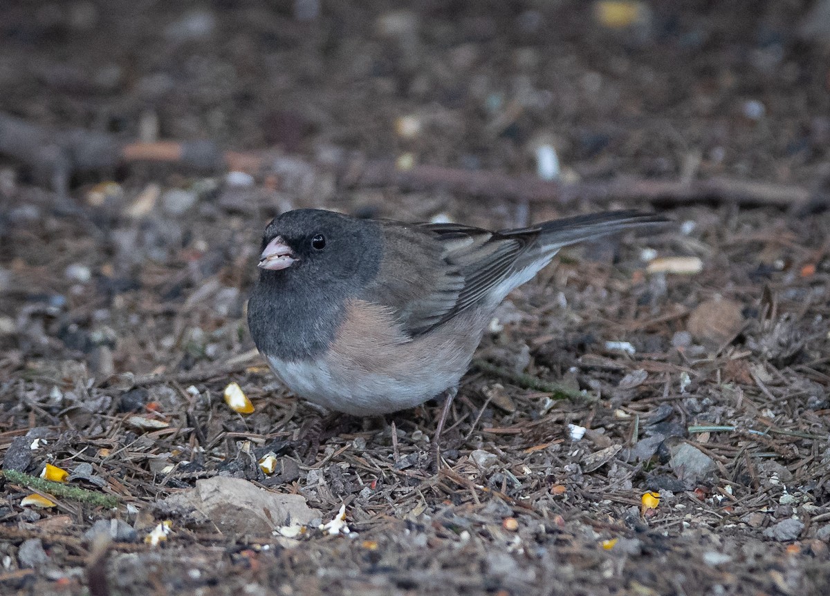 Junco ardoisé (groupe oreganus) - ML618026345