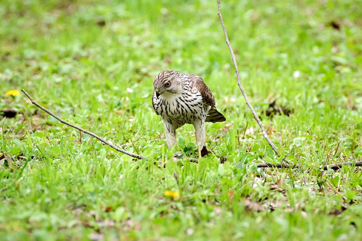 Cooper's Hawk - ML618026350