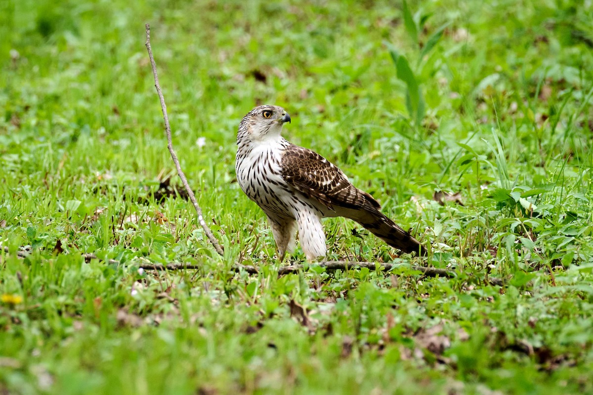 Cooper's Hawk - ML618026356