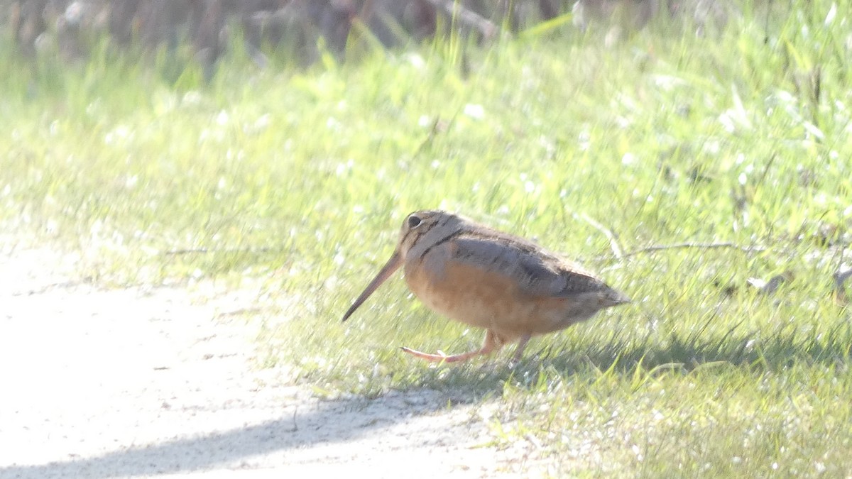 American Woodcock - ML618026392