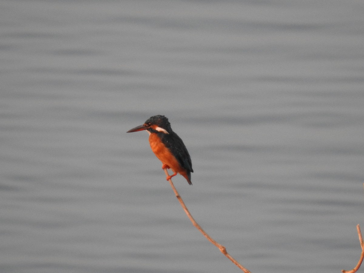 Common Kingfisher - dineshbharath kv