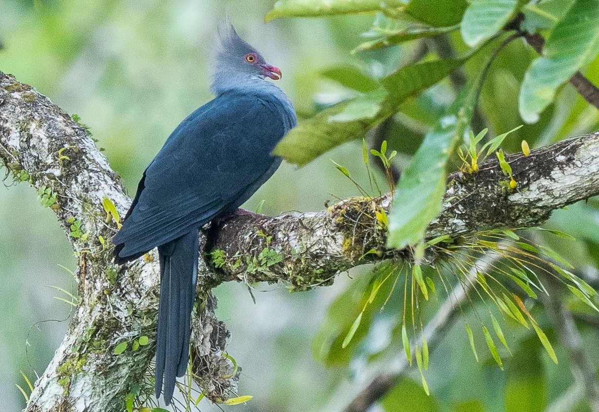 Crested Cuckoo-Dove - Steve McInnis