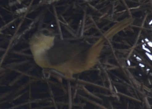 Rufous-fronted Thornbird - Spencer Vanderhoof