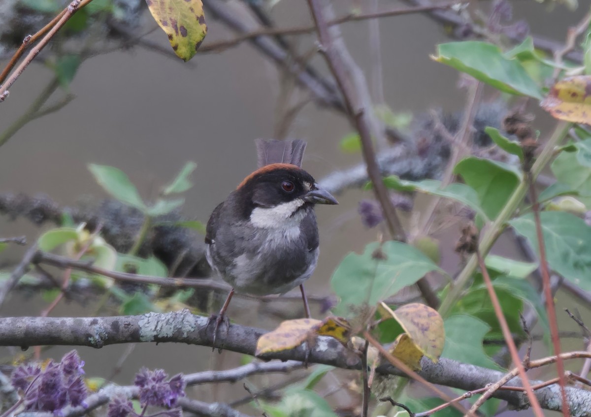 Bay-crowned Brushfinch - ML618026481