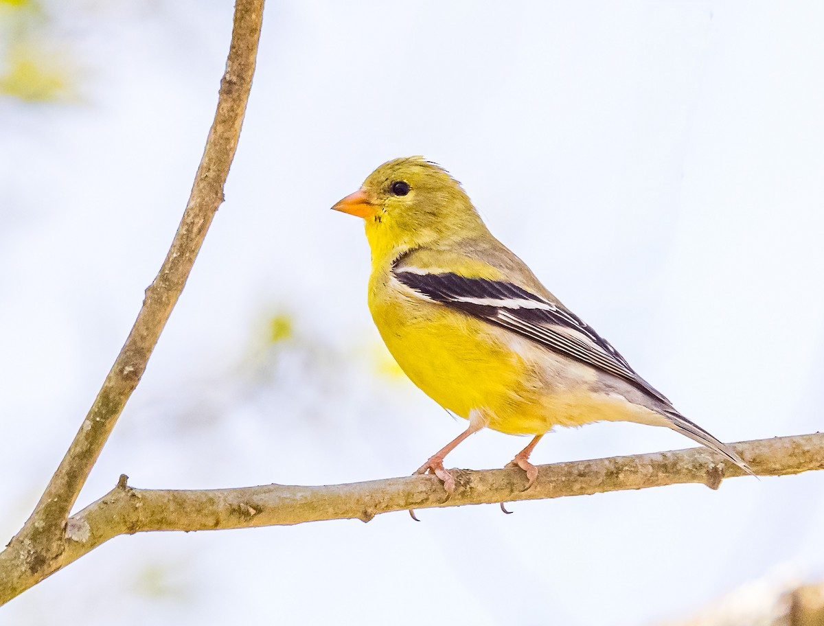 American Goldfinch - Mike Murphy