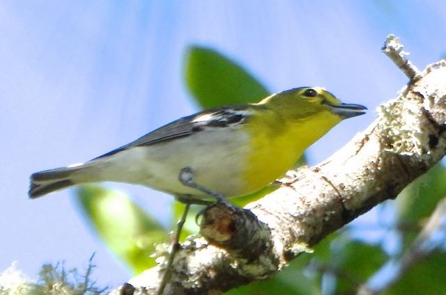 Yellow-throated Vireo - Vern Tunnell