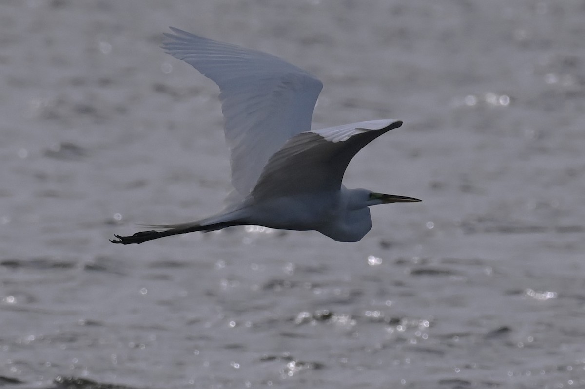 Great Egret - ML618026577