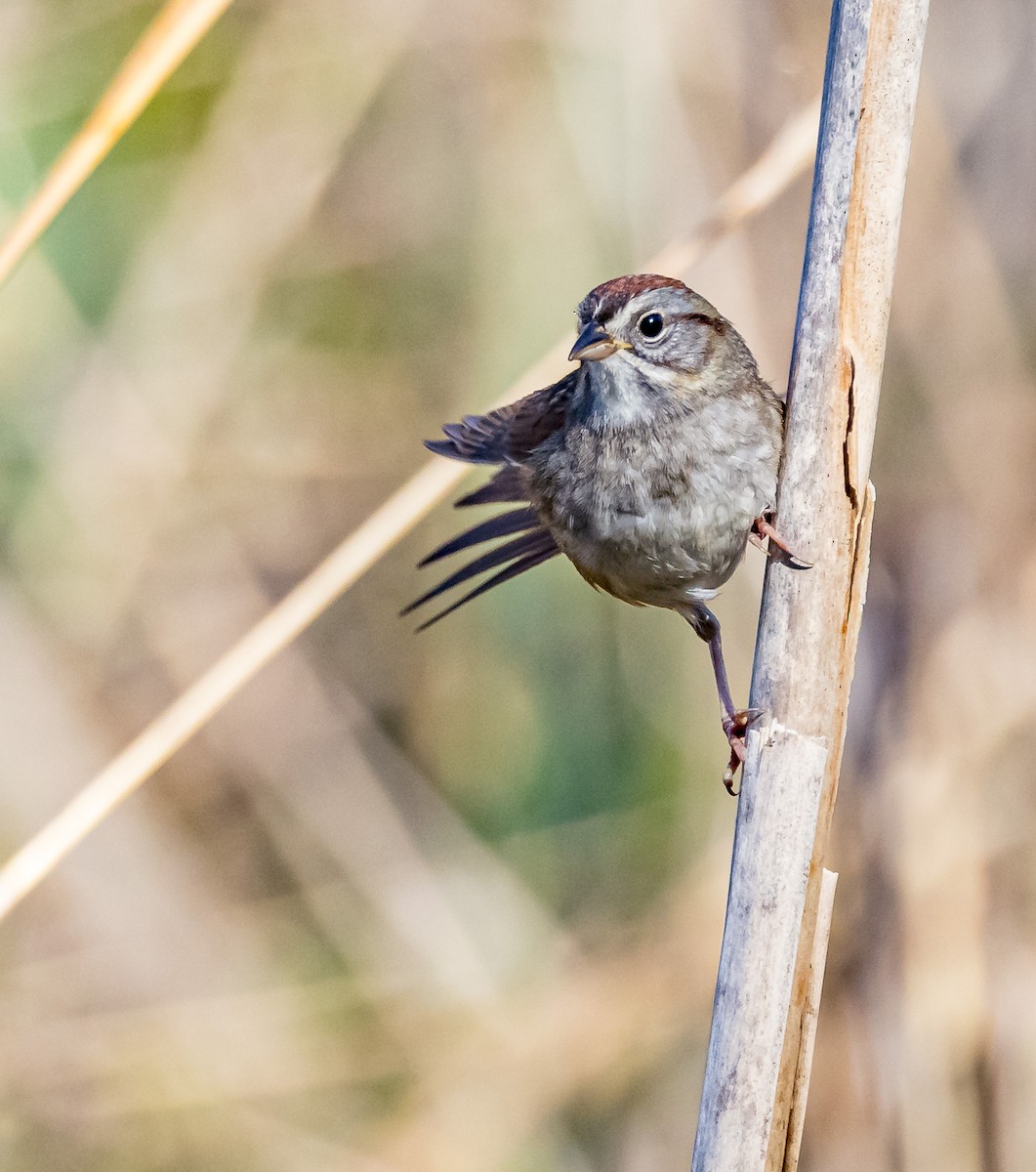 Swamp Sparrow - Mike Murphy