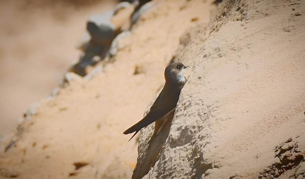 Bank Swallow - ML618026605