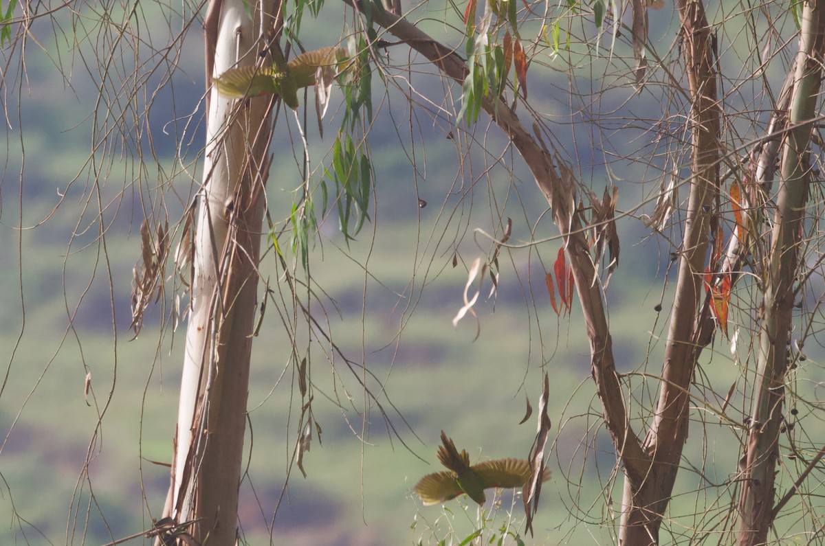 Cordilleran Parakeet - ML618026619