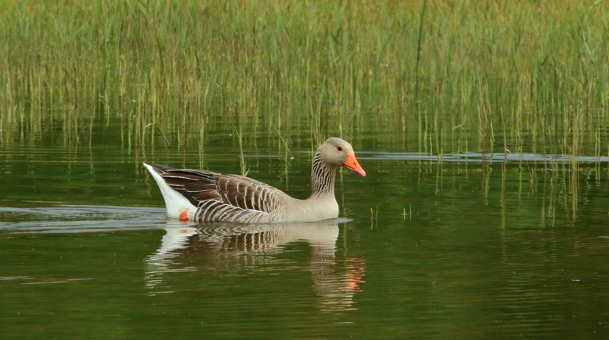 Graylag Goose (European) - ML618026625