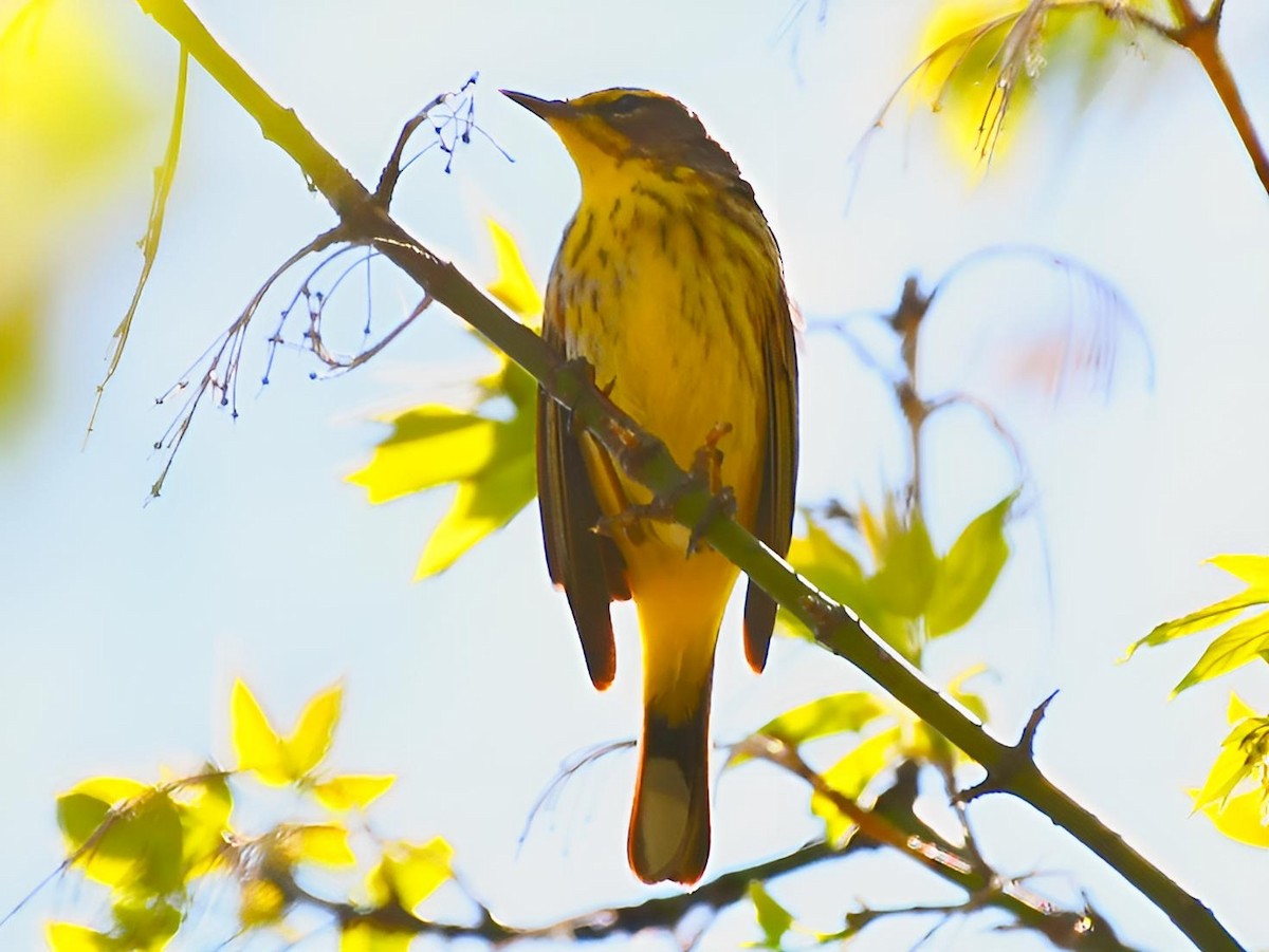 Palm Warbler - ML618026628