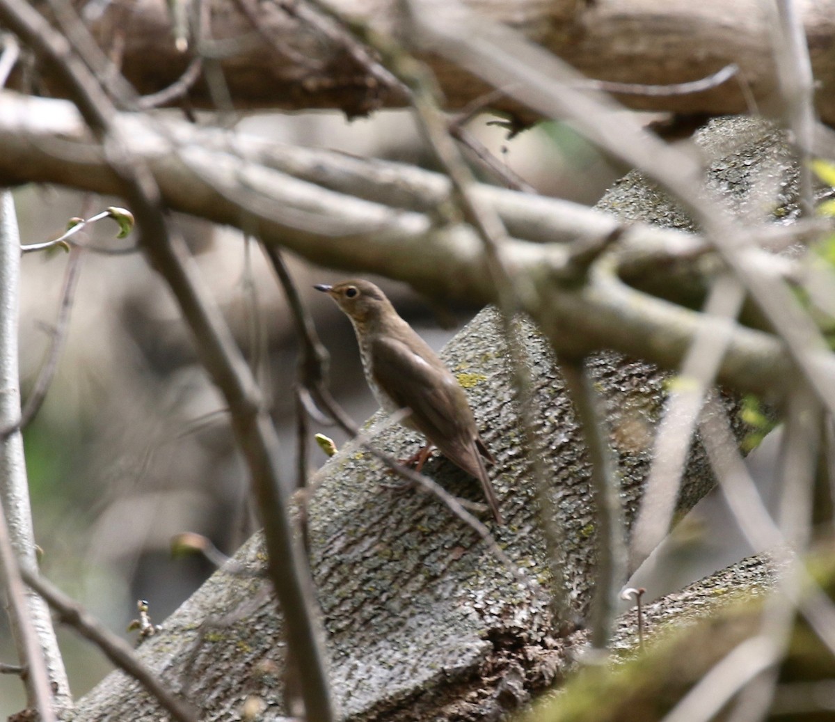 Swainson's Thrush - Sandy Vorpahl