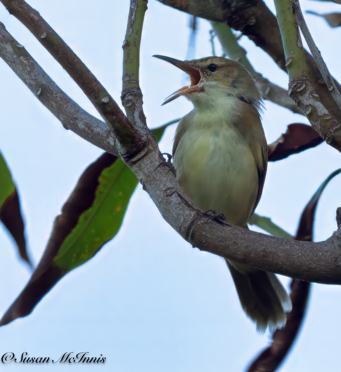 Caroline Reed Warbler - Susan Mac