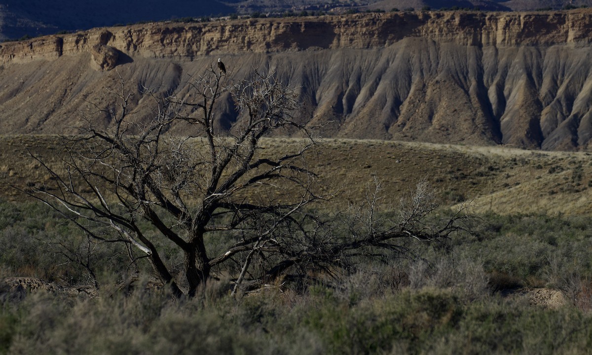 Bald Eagle - ML618026669