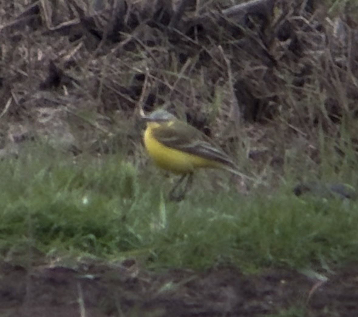 Western Yellow Wagtail (Channel Wagtail intergrade) - Mark Gurney