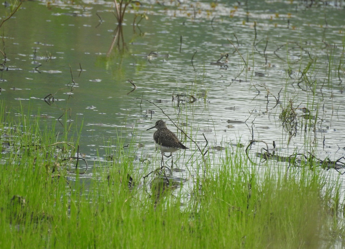 Solitary Sandpiper - ML618026738