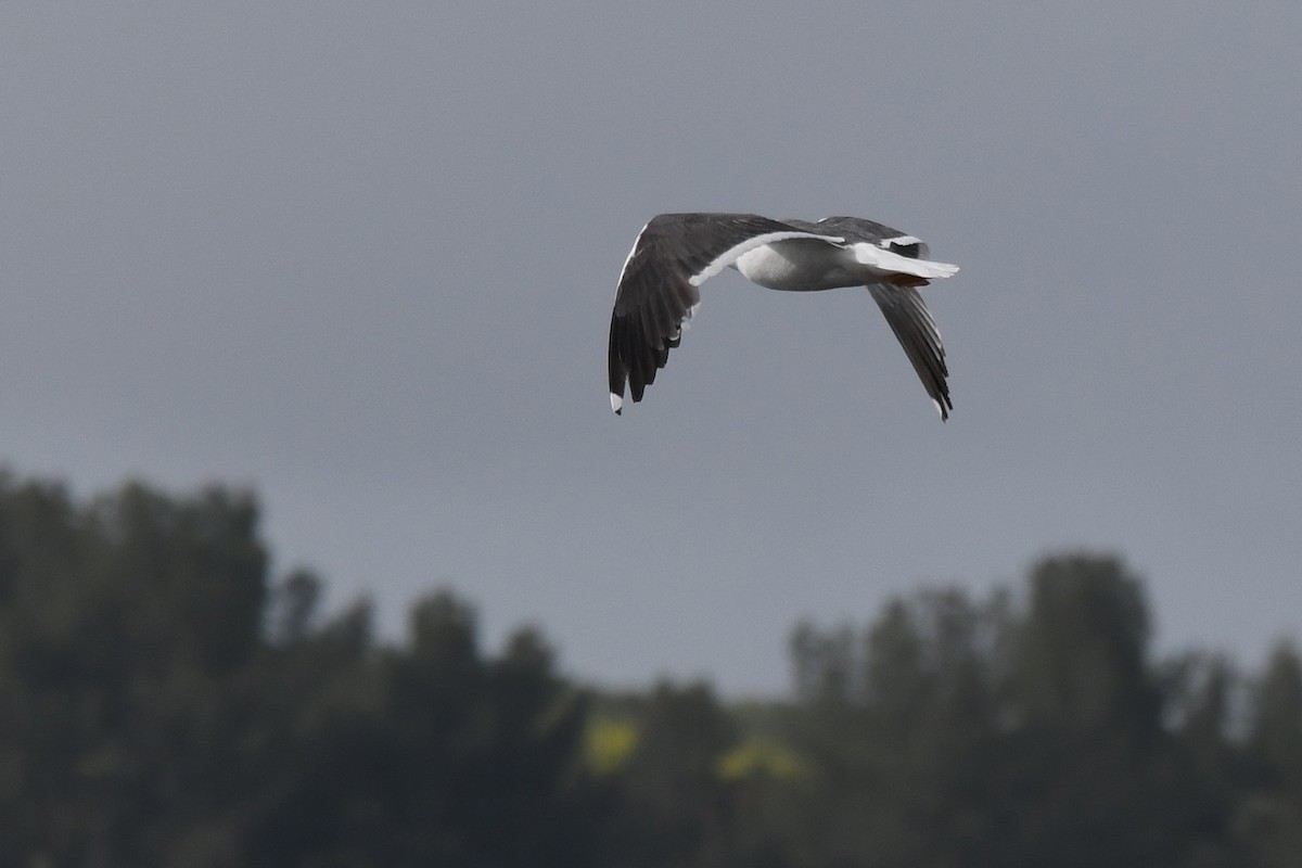 Yellow-footed Gull - Kevin Lapp