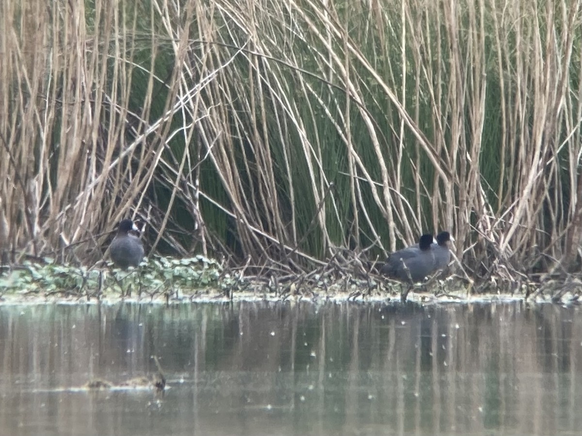 American Coot - ML618026766