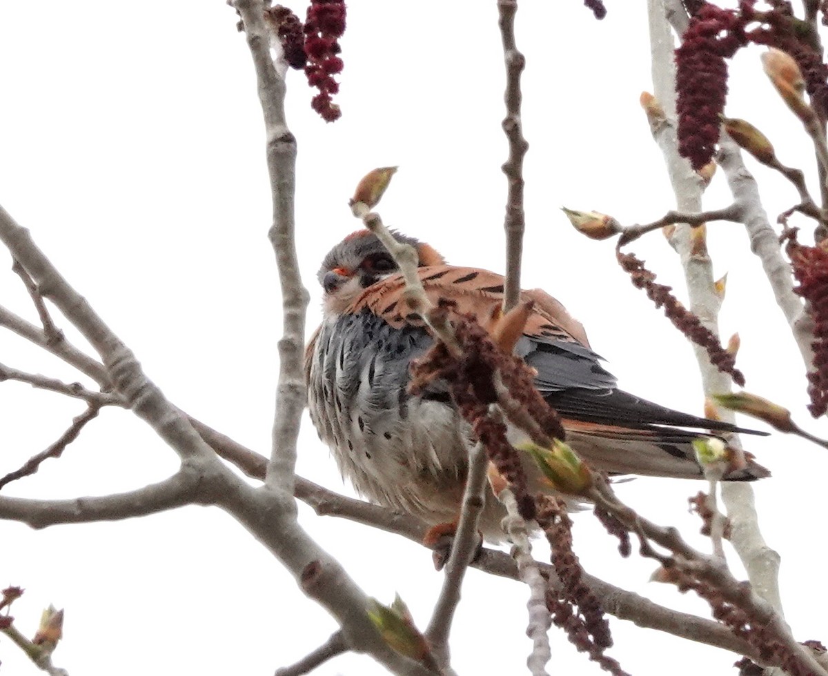 American Kestrel - Doug Swartz