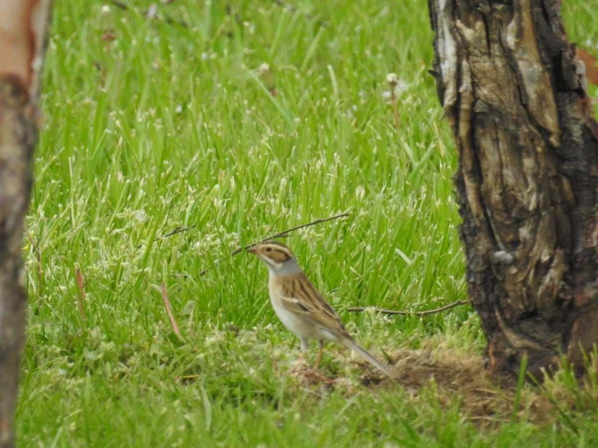 Clay-colored Sparrow - ML618026801