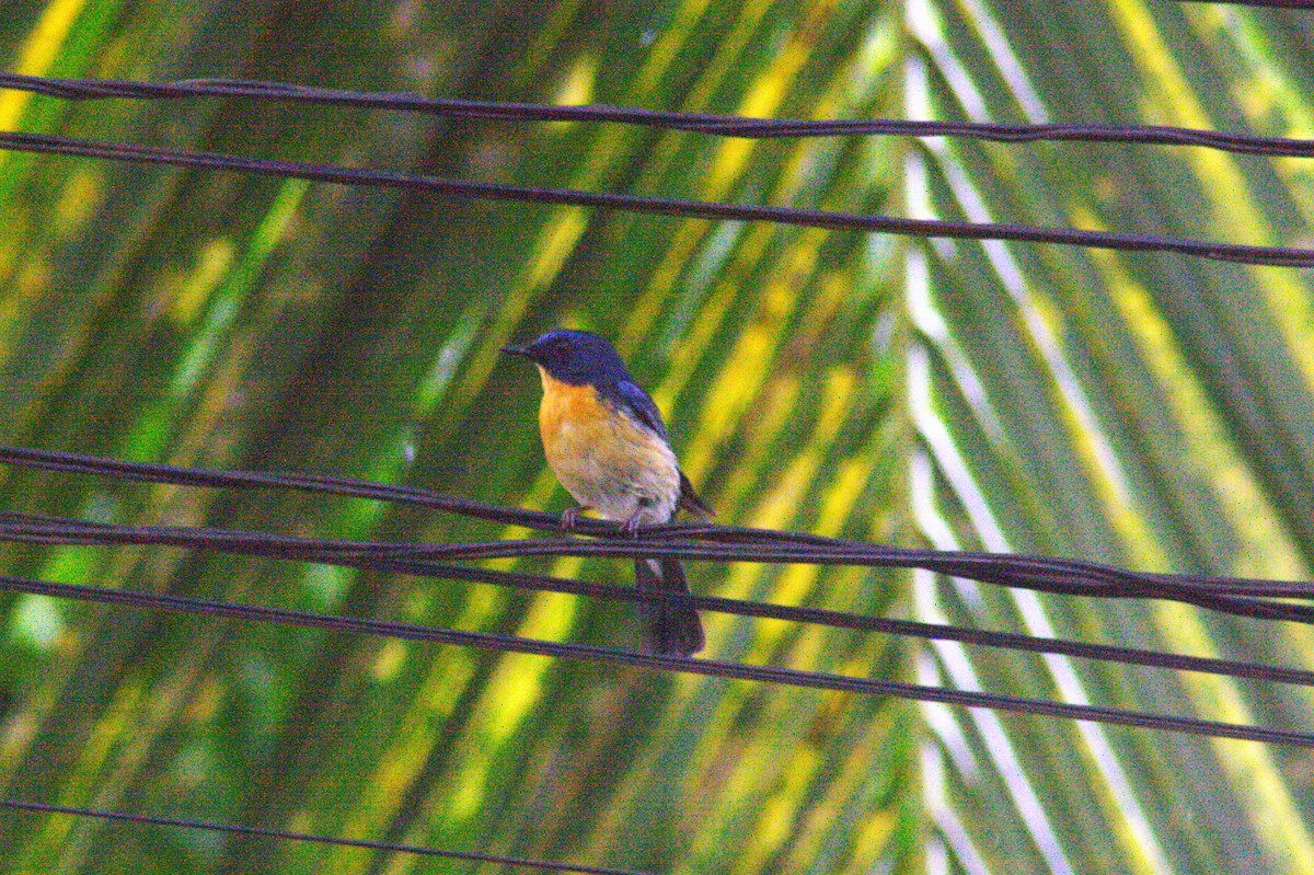 Tickell's Blue Flycatcher - Savin Perera