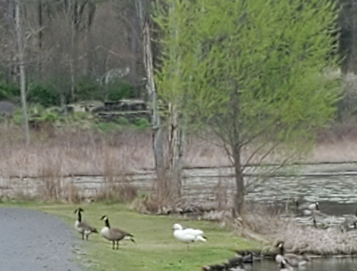 Snow Goose - Jon Corcoran